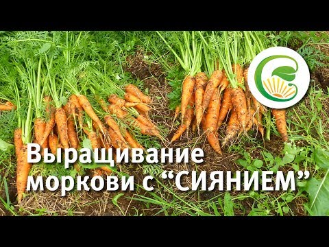 Выращивание моркови с биопрепаратом "Сияние"