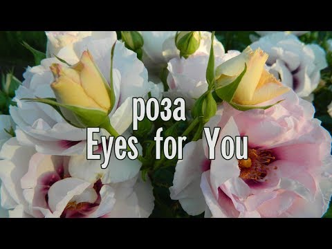 Кустовая роза Eyes for You