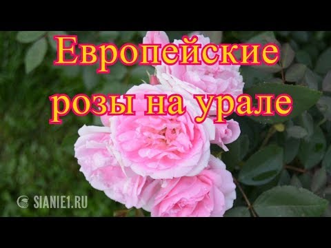 Европейские розы на Урале