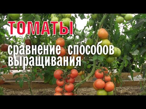 Сравнение способов выращивания томатов
