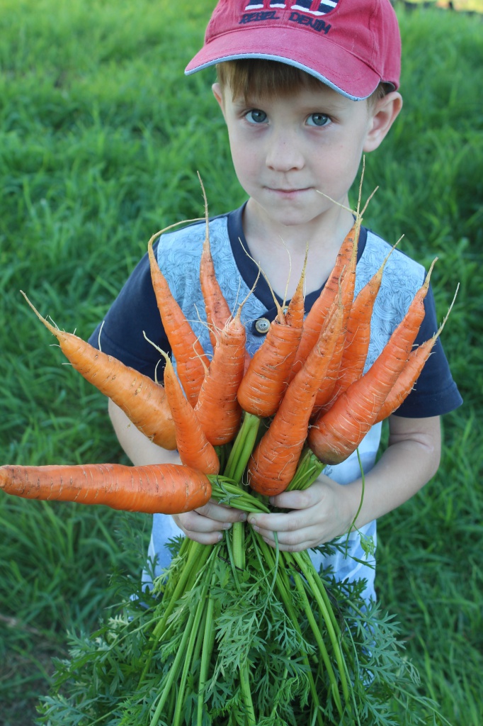 ранняя морковь 1.jpg