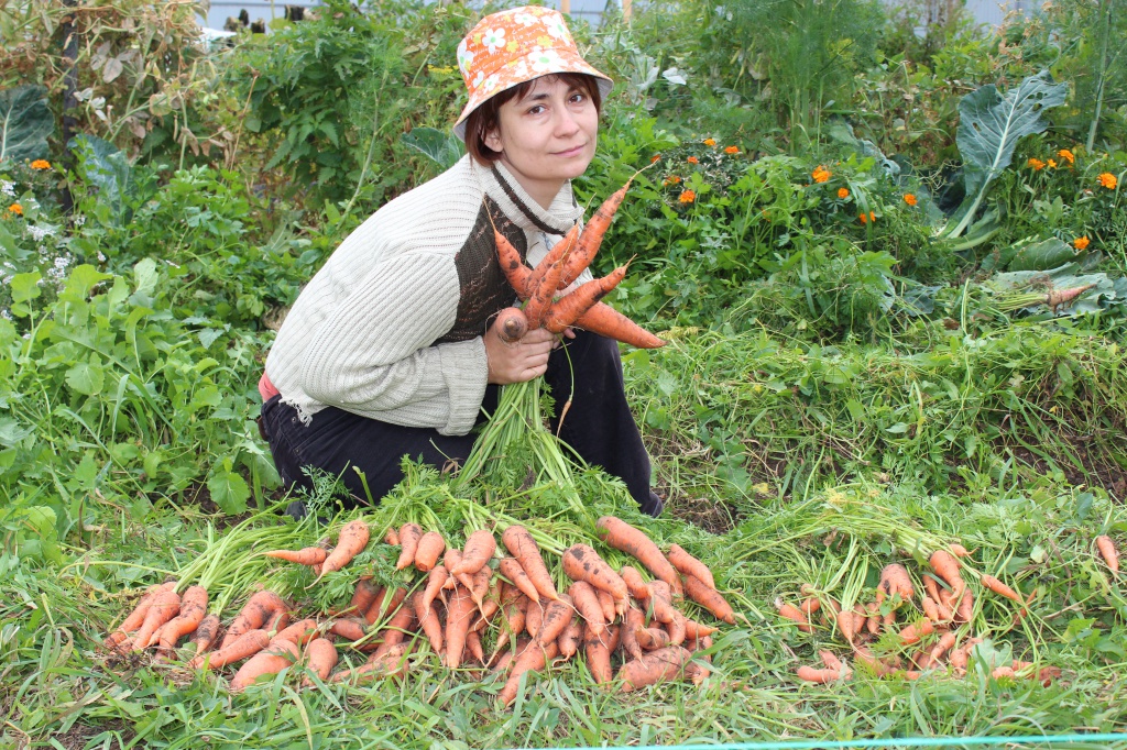 урожай поздней моркови.JPG
