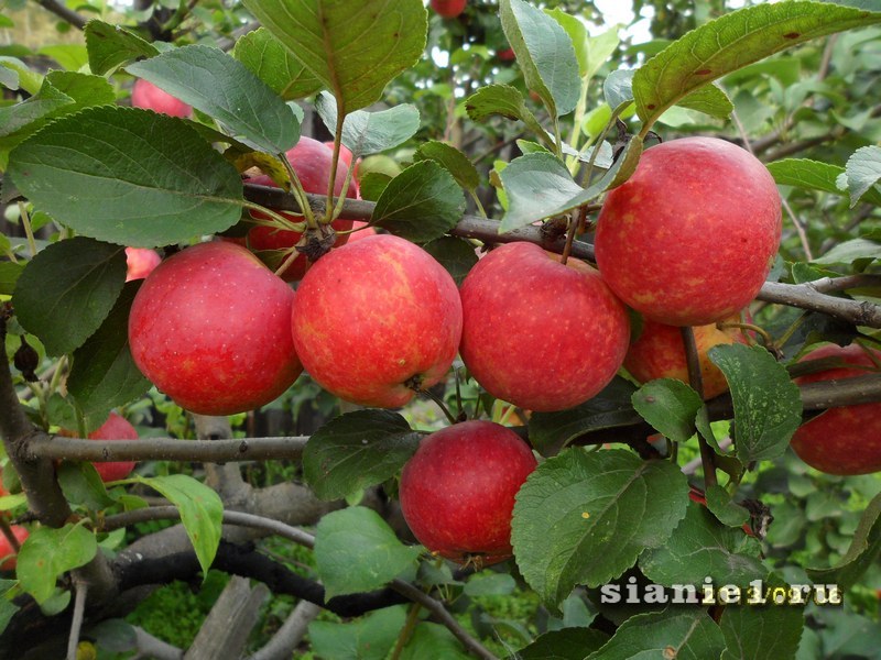 Сорт яблок шафран фото и описание