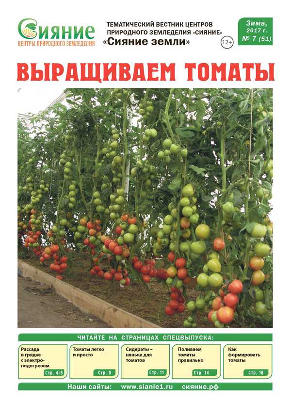 выращиваем томаты.jpg