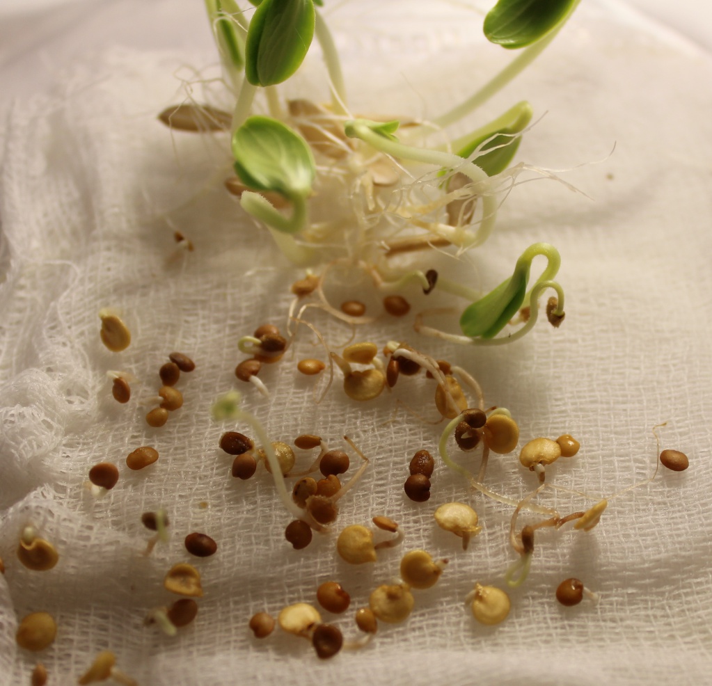 Пропаривание семян сааков семен григорьевич
