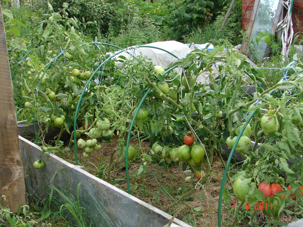 томаты 2011.jpg