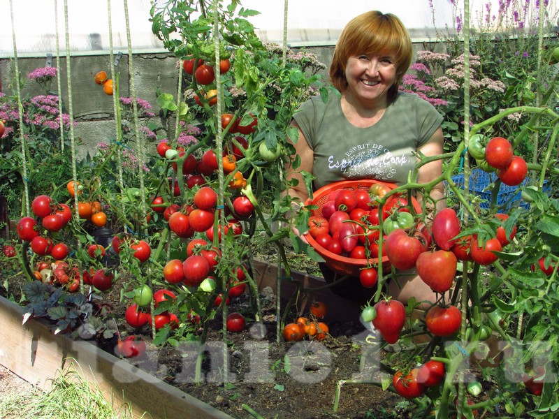Биококтейль помог! На второй грядке урожай славный, помидоры вкусные!.JPG