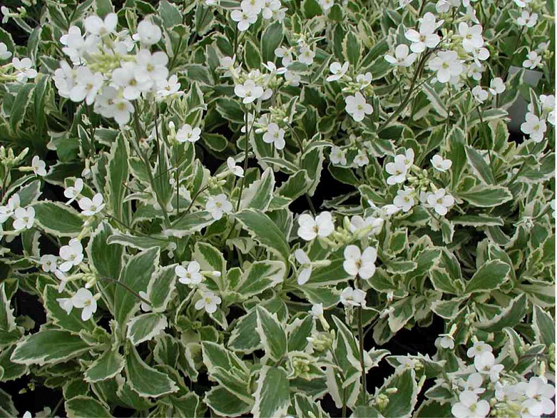 variegata (Арабис)